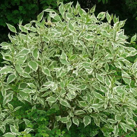 Дерен белый ‘Sibirica Variegata’