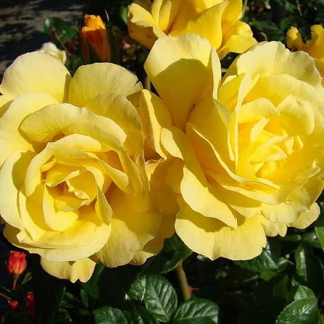 Роза флорибунда высокая Артур Белл - Картинка 2