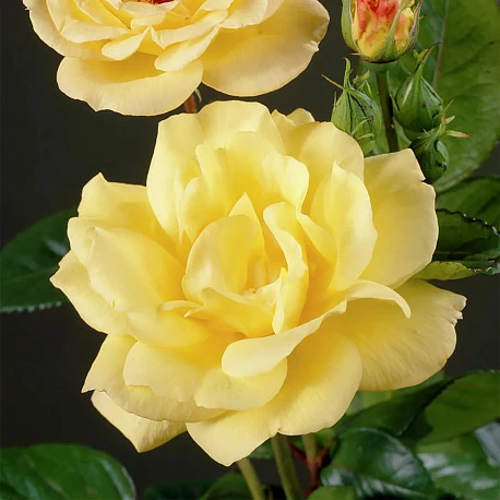 Роза флорибунда высокая Артур Белл - Картинка 3