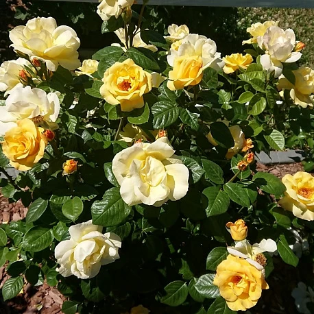 Роза флорибунда высокая Артур Белл - Картинка 4