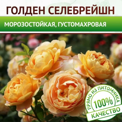 Роза парковая высокая Голден Селебрейшн - Картинка 1