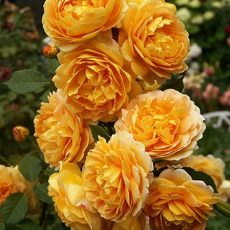 Роза парковая высокая Голден Селебрейшн - Картинка 3