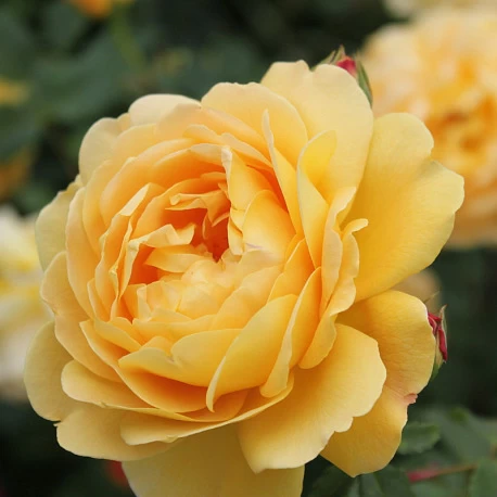 Роза парковая высокая Голден Селебрейшн - Картинка 4
