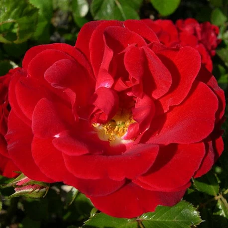 Роза почвопокровная красная Фиона - Картинка 2