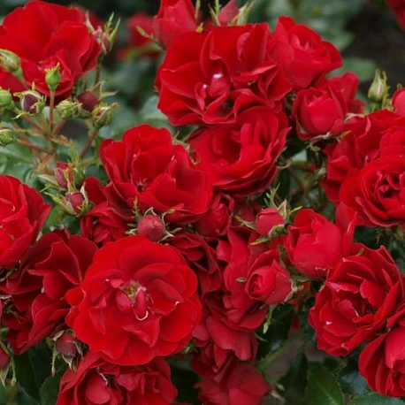 Роза почвопокровная красная Фиона - Картинка 3