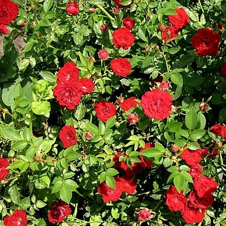 Роза почвопокровная красная Фиона - Картинка 4