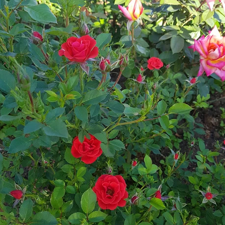 Роза почвопокровная красная Фиона - Картинка 5