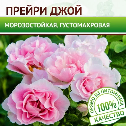 Роза канадская для Сибири Прейри Джой - Картинка 1