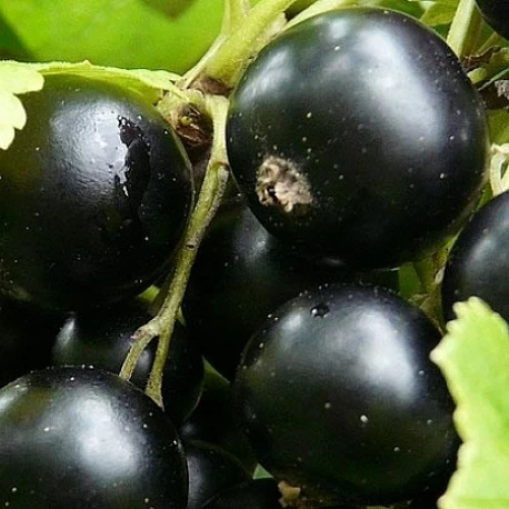 Смородина крупноплодная черная  "Добрыня" - Картинка 2