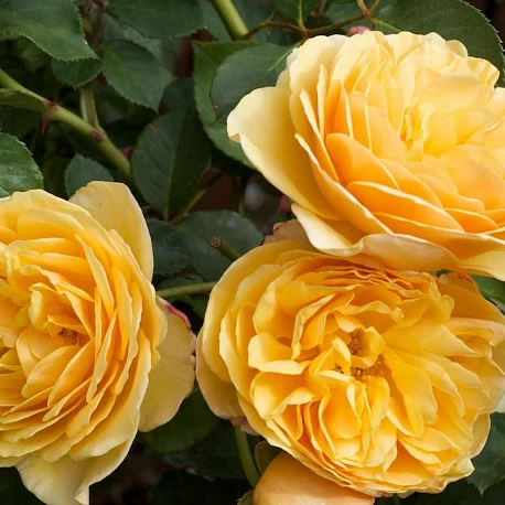 Роза английская кустовая Грэхам Томас - Картинка 2