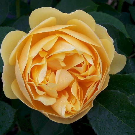 Роза английская кустовая Грэхам Томас - Картинка 3