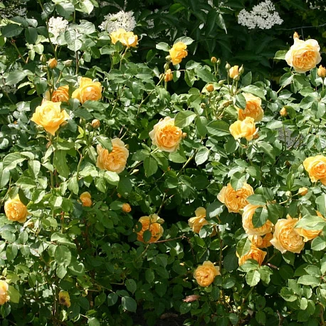 Роза английская кустовая Грэхам Томас - Картинка 5