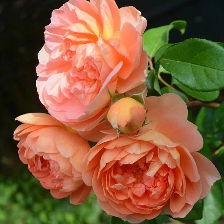 Роза английская абрикосовая Пэт Остин - Картинка 1
