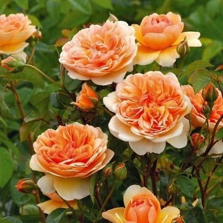 Роза английская абрикосовая Пэт Остин - Картинка 3