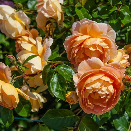 Роза английская абрикосовая Пэт Остин - Картинка 4