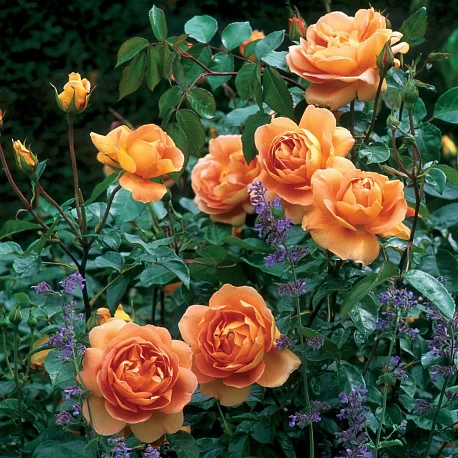 Роза английская абрикосовая Пэт Остин - Картинка 5