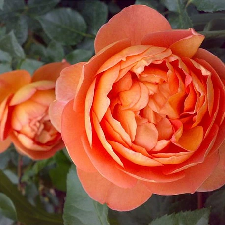 Роза английская абрикосовая Пэт Остин - Картинка 6