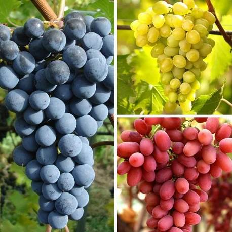 Акция "Ценитель винограда" | Росток-питомник