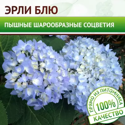 Гортензия крупнолистная Early Blue (