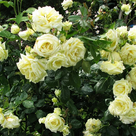 Роза Плетистая крупноцветковая Эльф - Картинка 1