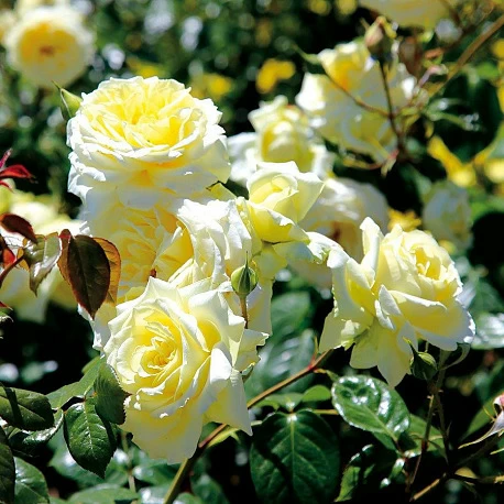 Роза Плетистая крупноцветковая Эльф - Картинка 2