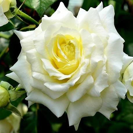 Роза Плетистая крупноцветковая Эльф - Картинка 4