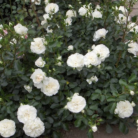 Роза почвопокровная для средней полосы Свани  - Картинка 2