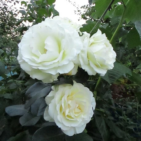 Роза Плетистая белая  Шнеевальцер - Картинка 1