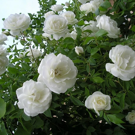 Роза Плетистая белая  Шнеевальцер - Картинка 4