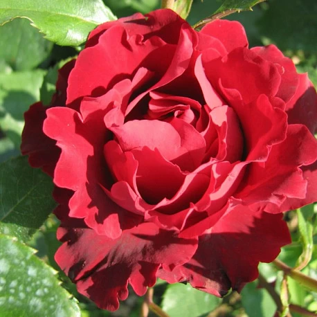 Роза чайногибридная Барбара - Картинка 1