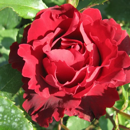 Роза чайногибридная Барбара - Картинка 2
