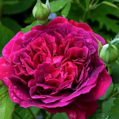 Роза английская Вильям Шекспир - Картинка 1