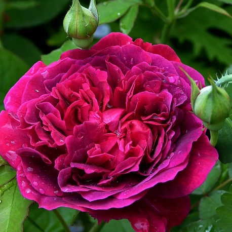 Роза английская Вильям Шекспир - Картинка 2