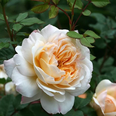 Роза английская Крокус Роуз  - Картинка 1