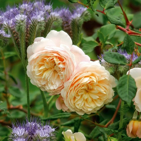 Роза английская Крокус Роуз  - Картинка 2