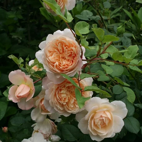 Роза английская Крокус Роуз  - Картинка 3