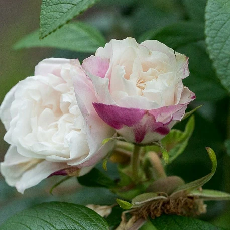 Роза канадская Луиза Багнет - Картинка 2