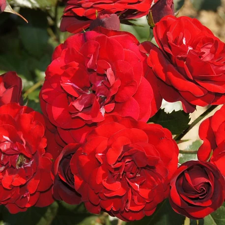 Роза флорибунда красная Лаваглут - Картинка 1