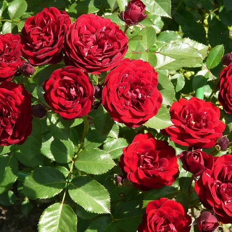 Роза флорибунда красная Лаваглут - Картинка 3