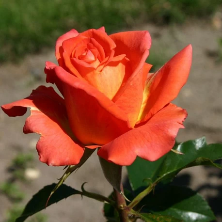 Роза чайногибридная для средней полосы Моника - Картинка 1