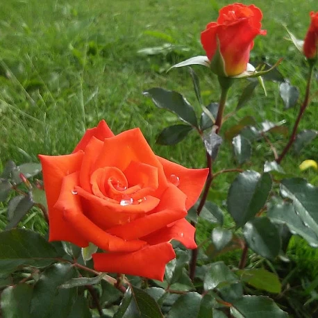 Роза чайногибридная для средней полосы Моника - Картинка 3