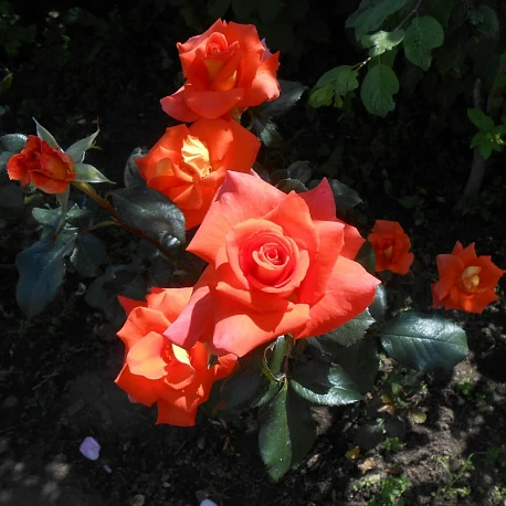 Роза чайногибридная для средней полосы Моника - Картинка 4