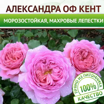 Саженцы розы английской Александра Оф Кент купить по недорогой цене в питомнике Росток