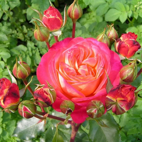 Роза флорибунда Мидсаммер  - Картинка 1
