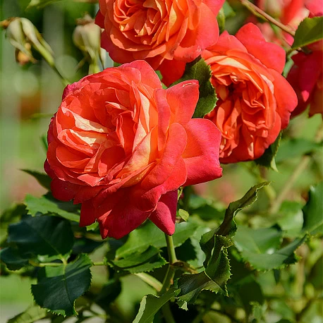 Роза флорибунда Мидсаммер  - Картинка 2