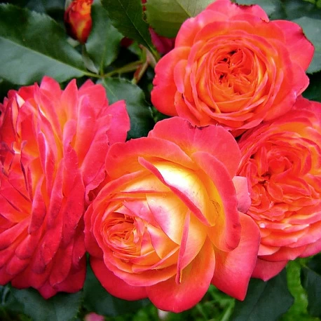 Роза флорибунда Мидсаммер  - Картинка 3