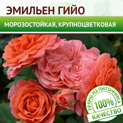 Роза парковая зимостойкая Эмильен Гийо - Картинка 1