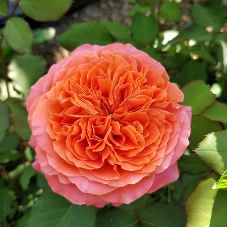 Роза парковая зимостойкая Эмильен Гийо - Картинка 2