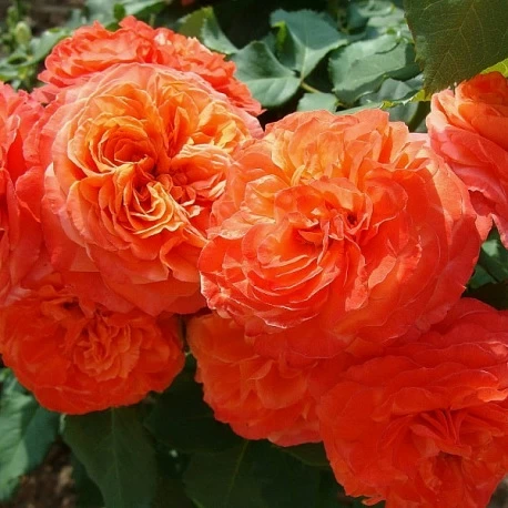 Роза парковая зимостойкая Эмильен Гийо - Картинка 5