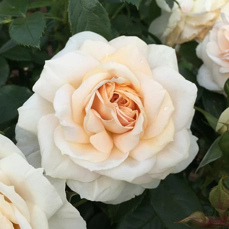 Роза флорибунда Лионс Роуз - Картинка 1